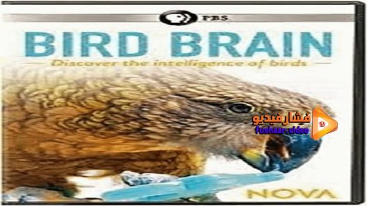 مشاهدة فيلم NOVA Bird Brain 2021 مترجم